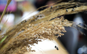 ホウキモロコシの穂先