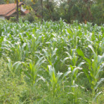 インドネシア写真01