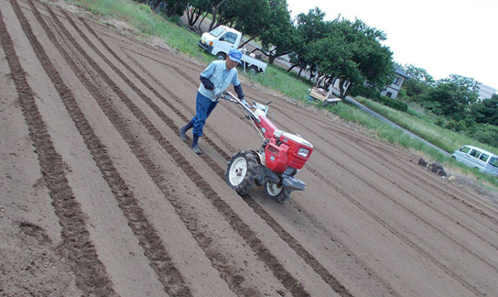 国産草(つくば産・三浦産・東根産)写真02