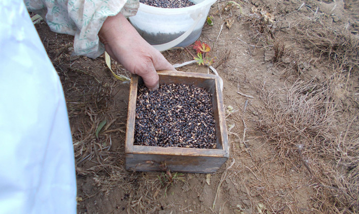 国産草(つくば産・三浦産・東根産)写真03