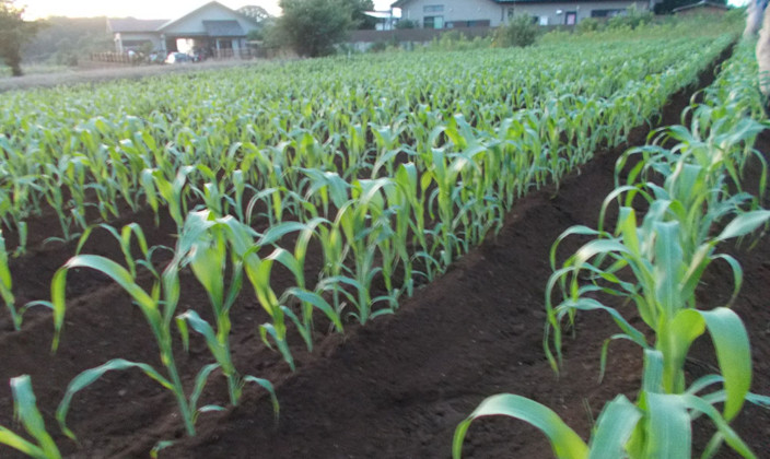 国産草(つくば産・三浦産・東根産)写真05
