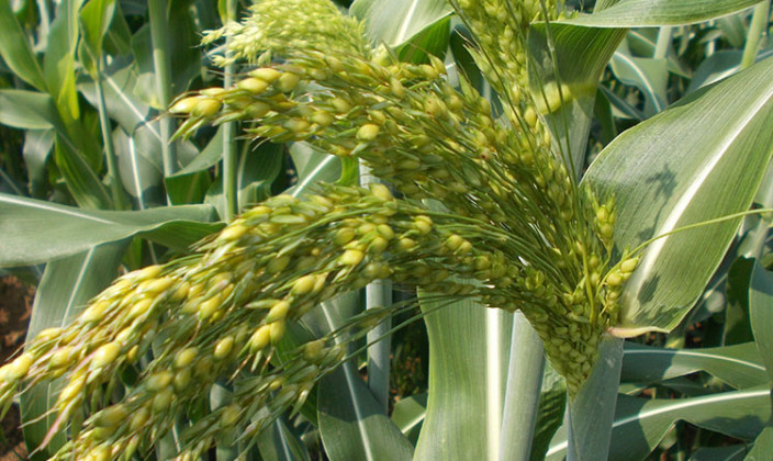 国産草(つくば産・三浦産・東根産)写真06