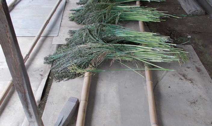 国産草(つくば産・三浦産・東根産)写真07