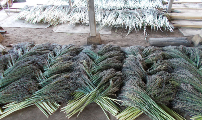 国産草(つくば産・三浦産・東根産)写真08