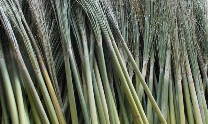 国産草(つくば産・三浦産・東根産)写真11