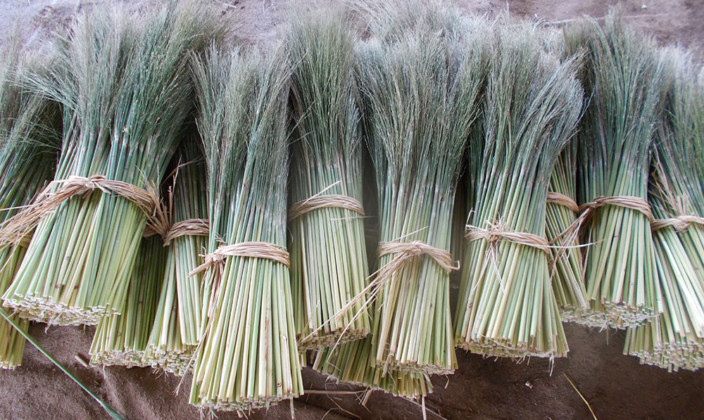 国産草(つくば産・三浦産・東根産)写真12