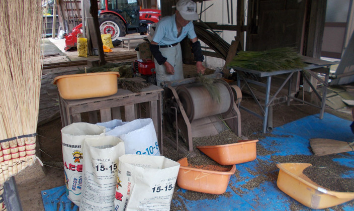 国産草(つくば産・三浦産・東根産)写真13