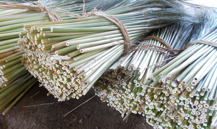 国産草(つくば産・三浦産・東根産)写真14