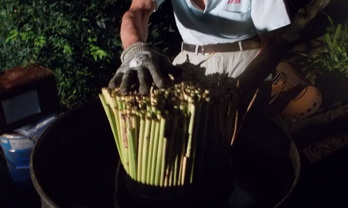 国産草(つくば産・三浦産・東根産)写真16