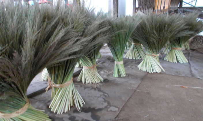 国産草(つくば産・三浦産・東根産)写真17