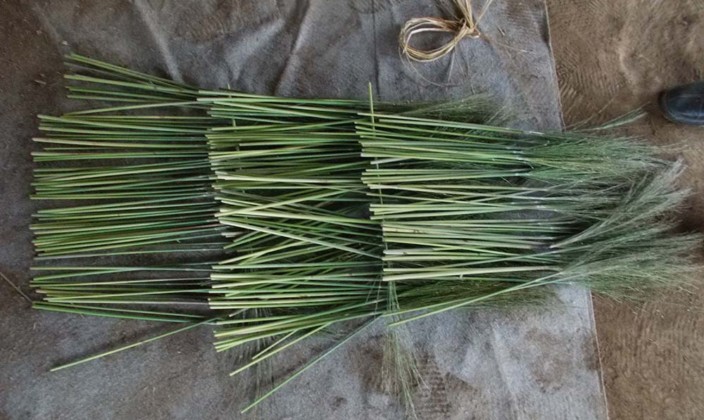 国産草(つくば産・三浦産・東根産)写真18